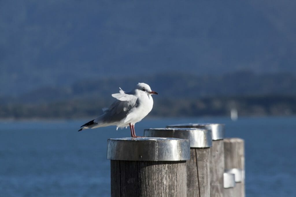 Come ormeggiare una barca in 4 passaggi - Wave Nautica Come ormeggiare una barca in 4 passaggi - Wave Nautica